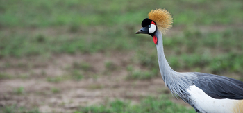 Dunia Camp: Kronenkranich