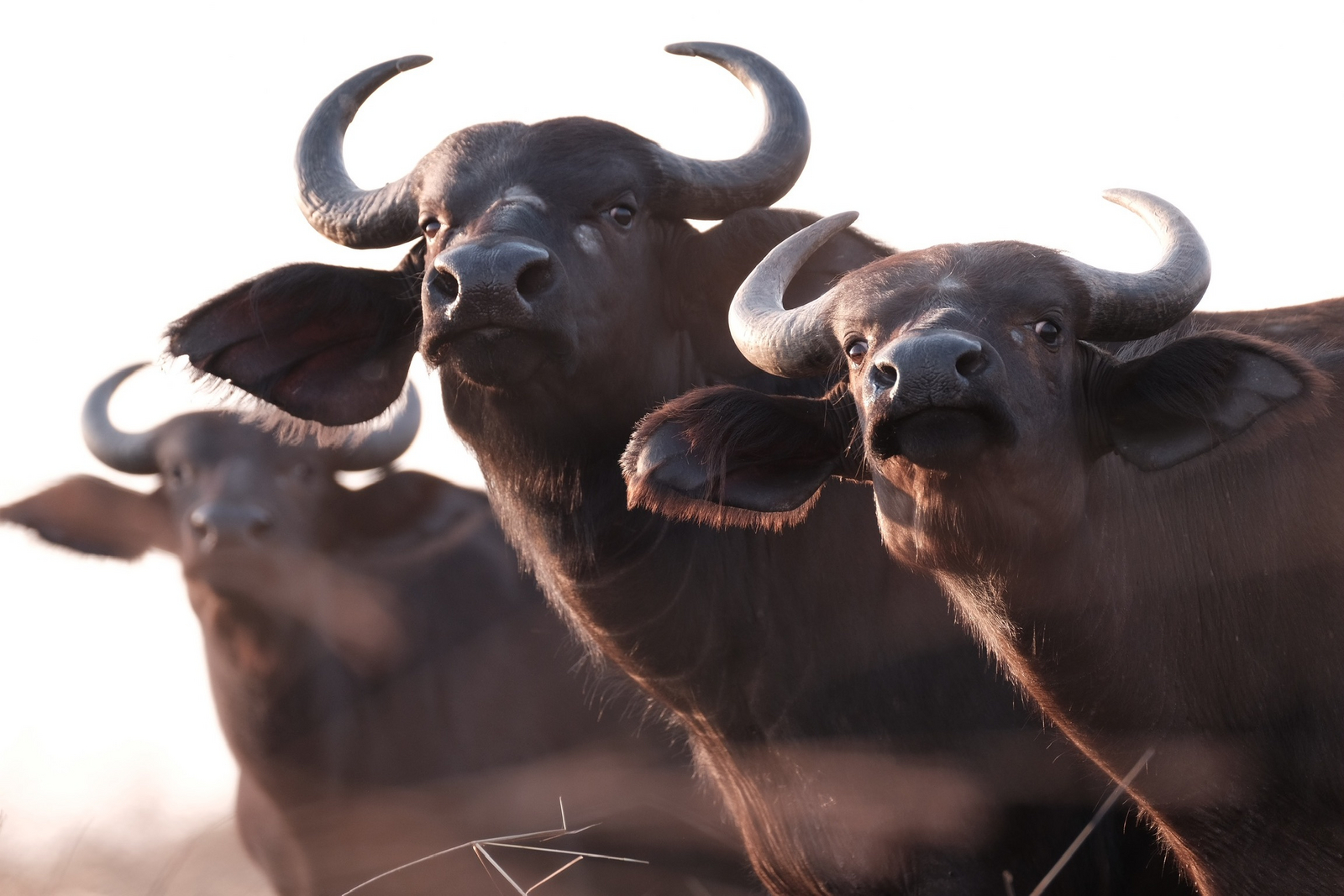 Enjojo Lodge Enjojo Lodge: Büffelgruppe