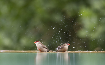 Governors' Mugie: Bull Finches