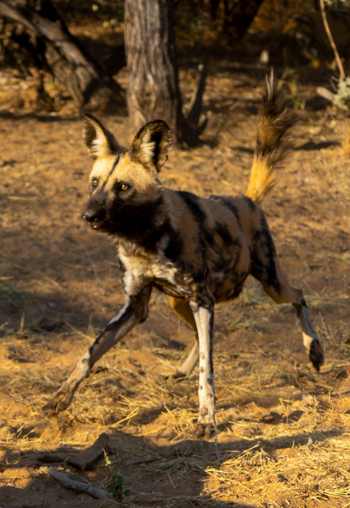 Harnas Guest Farm Harnas Guest Farm: Wildhund