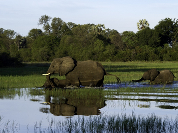 Jacana Camp: Watende Elefanten