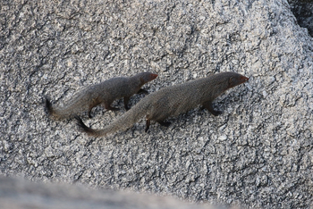 Jawai Jawai: Mangusten