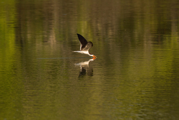 KaingU Safari Lodge: Afrikanischer Scherenschnabel