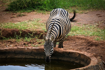 Kidepo National Park: Zebra am Wasserloch