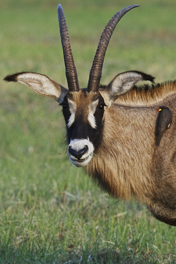 Konkamoya Lodge: Roan Antelope