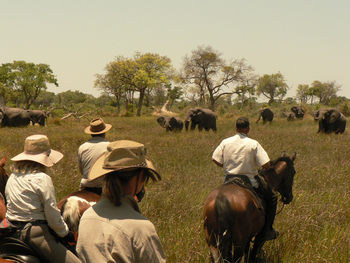 Kujwana Camp: Elefantenherde