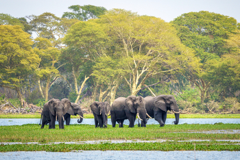 Kuthengo Camp: Elefanten und hohe Bäume