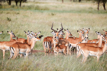 Laba Migration Camp: Antilopen auf einer Wiese