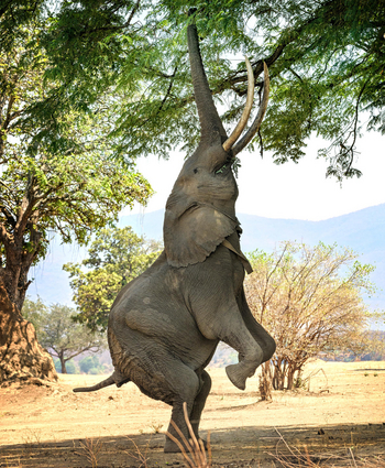 Little Vundu Camp Little Vundu Camp: Elefant auf zwei Beinen