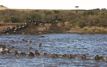 Mara Expedition Camp: Mara River Crossing