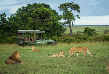 Mara Plains Camp: Löwenfamilie