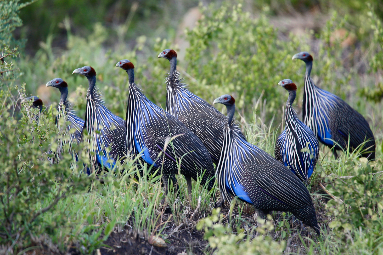 Mkomazi Wilderness Retreat Mkomazi Wilderness Retreat