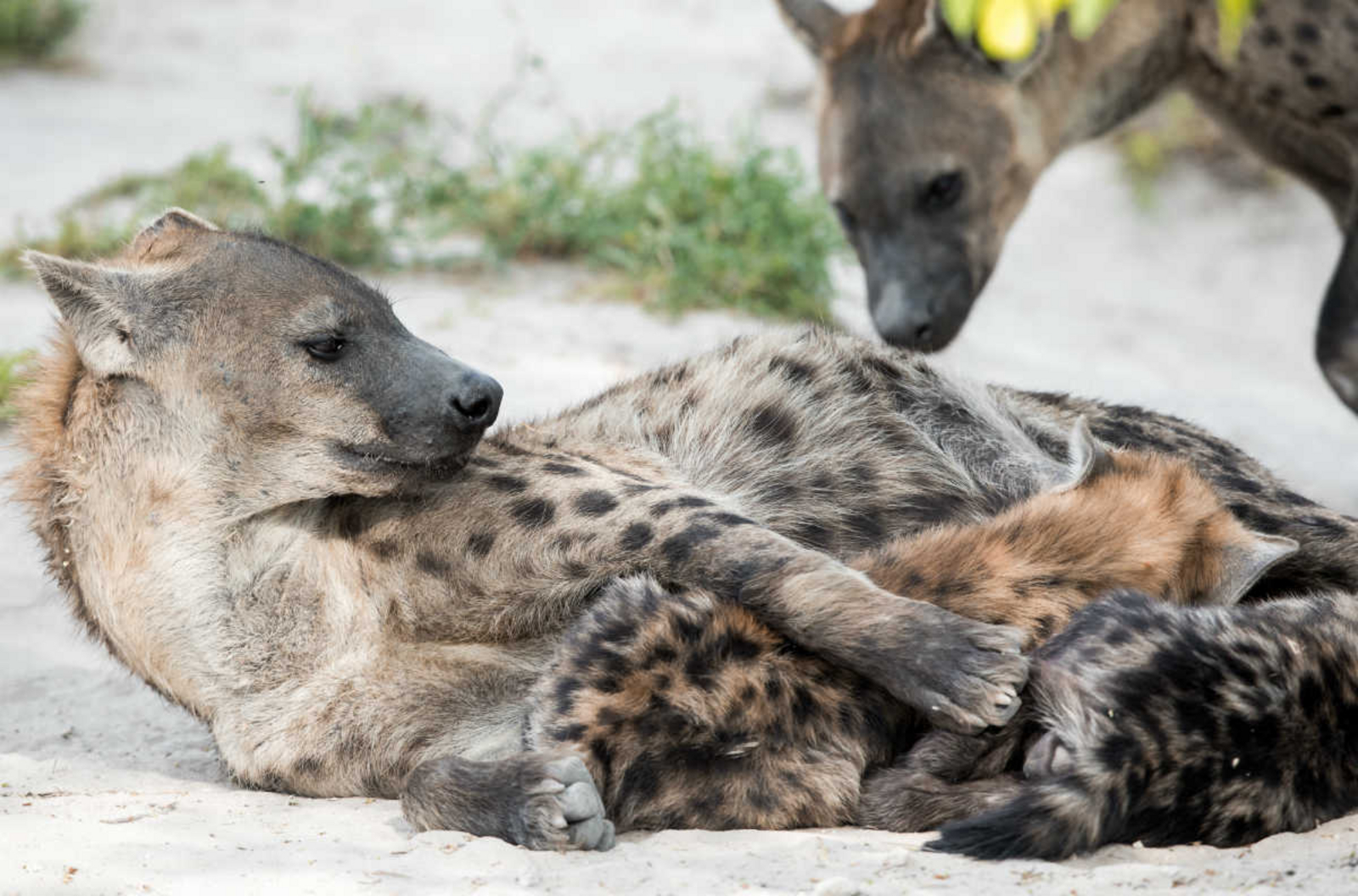 Mogotlho Safari Lodge Mogotlho Safari Lodge: Tüpfelhyäne