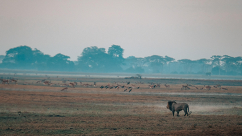 Mukambi Busanga Plains Camp: Löwe