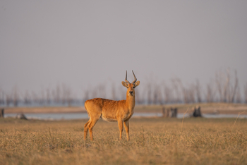 Nanzhila Lake Camp Nanzhila Lake Camp: Puku
