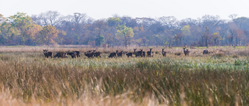 Nanzhila Plains Camp: Wasserböcke