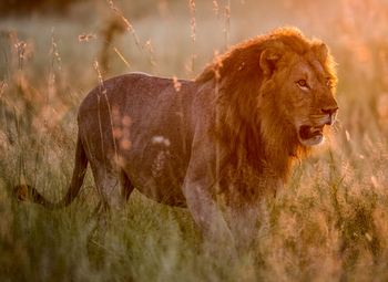 Camp Kalahari Camp Kalahari: Männlicher Löwe