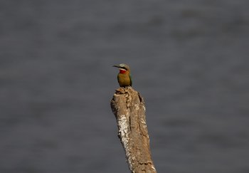 Nyamatusi Camp Nyamatusi Camp: White Fronted Bee-Eater