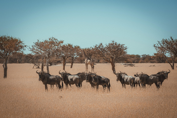 Ohorongo: Gnus