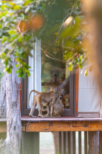 Painted Dogs Lagoon Camp: Neugierige Paviane