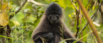 Primate Lodge: Mangabey