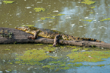 Robin Pope Safaris Robin Pope Safaris: Krokodil