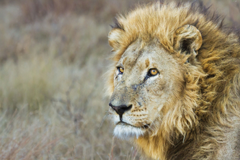 Savute Safari Lodge: Löwenkopf