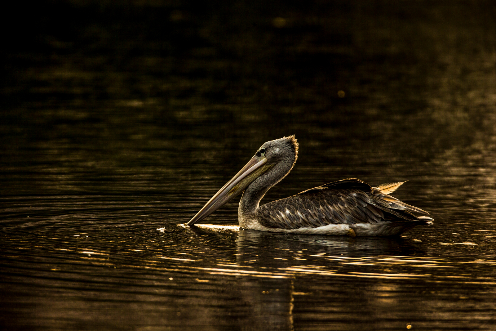 Selinda Camp Selinda Camp: Pelikan