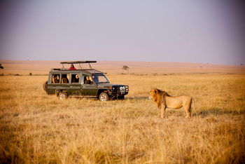 Sentinel Mara Camp: Blick auf Löwe aus Safari Auto