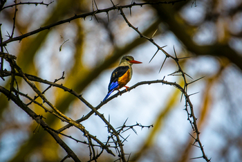 Sirikoi Lodge Sirikoi Lodge: Woodland Kingfisher