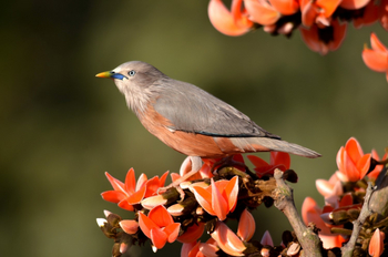 Syna Tiger Resort: Chestnut-tailed Starling