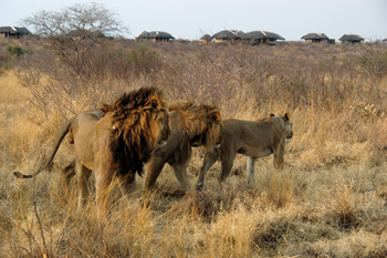 Tau Pan Camp Tau Pan Camp: Löwengruppe