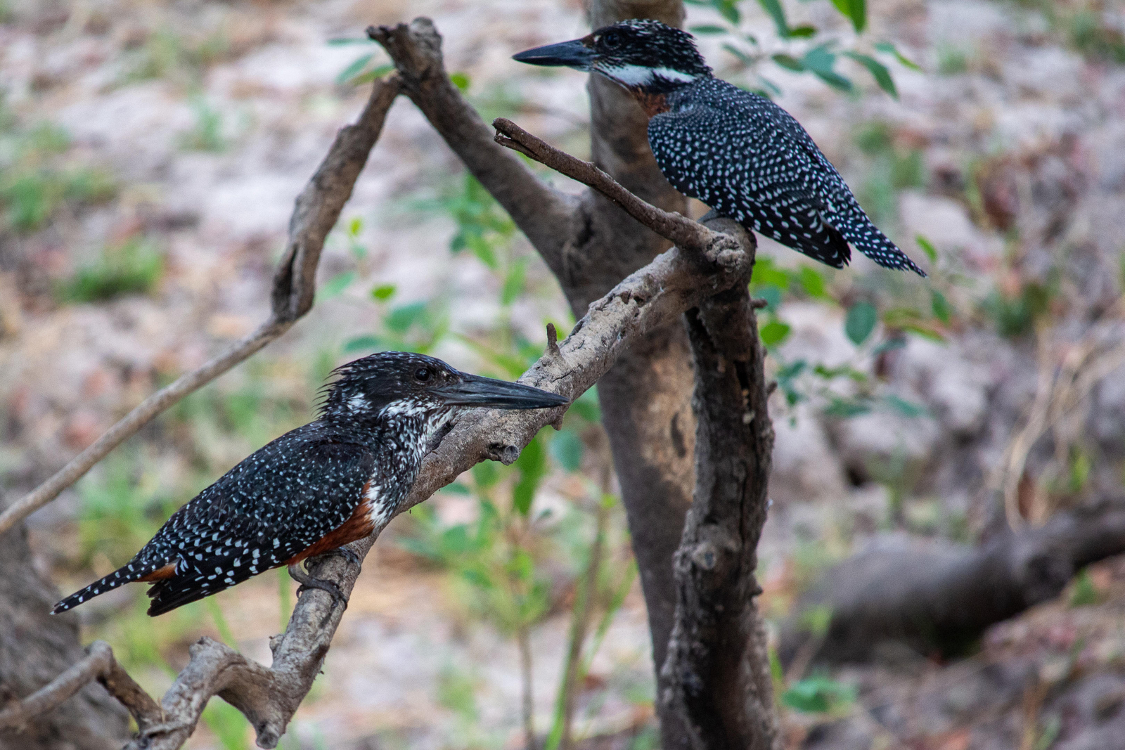 Thorntree River Lodge Thorntree River Lodge: Rieseneisvögel