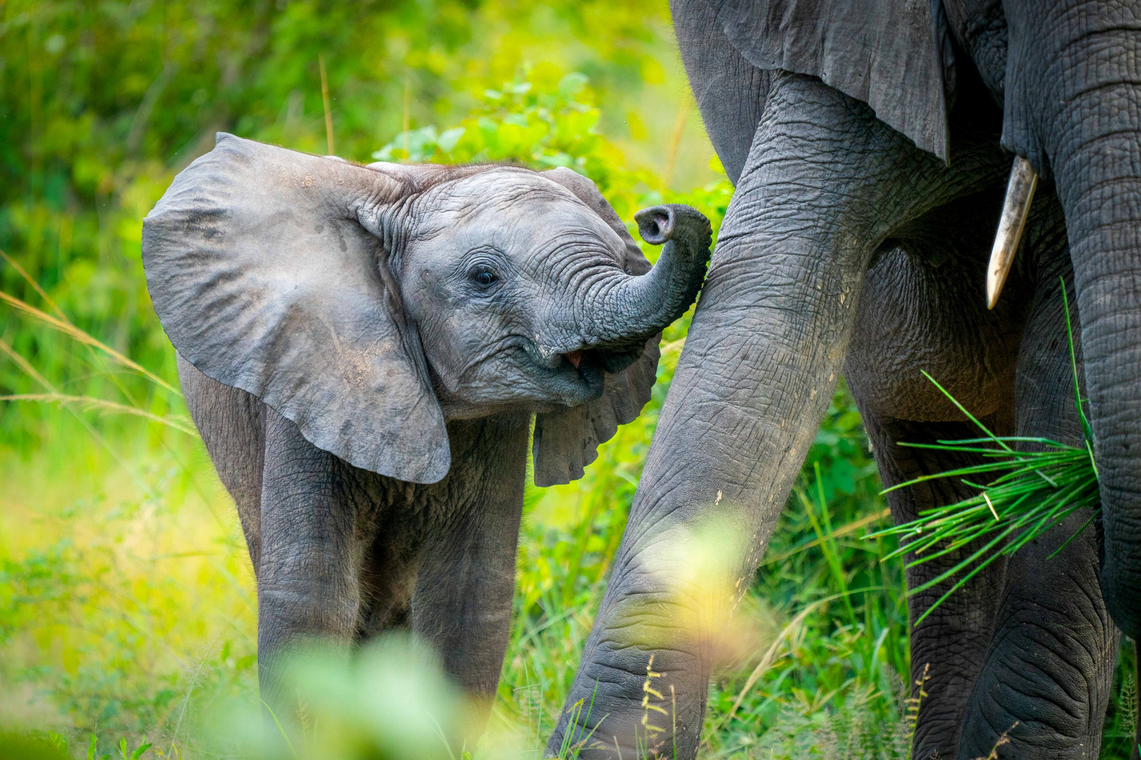 Time + Tide South Luangwa Time + Tide South Luangwa: Elefantenbaby