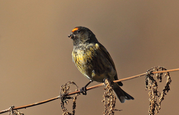 Vanghat: Red-fronted Serin