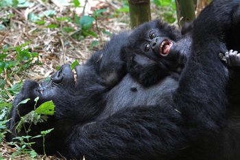 Volcanoes Bwindi Lodge: Gorillababy mit Mama