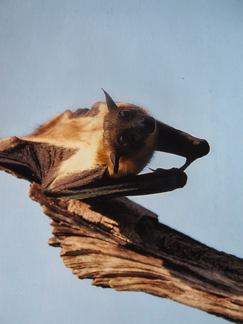 Wasa Lodge: Hängender Flughund