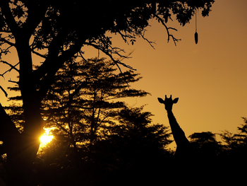 Abu Camp Abu Camp: Giraffenumriss