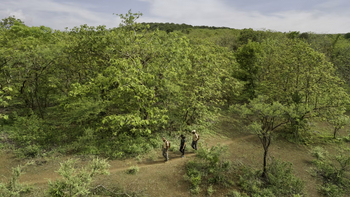 Aramness Aramness: Walking Safari