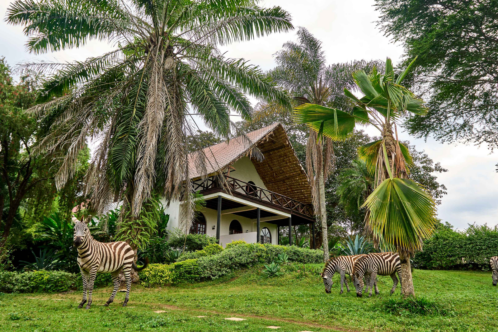 Arusha Safari Lodge Arusha Safari Lodge: Zebras Grasen neben Lodge im Morgengrauen