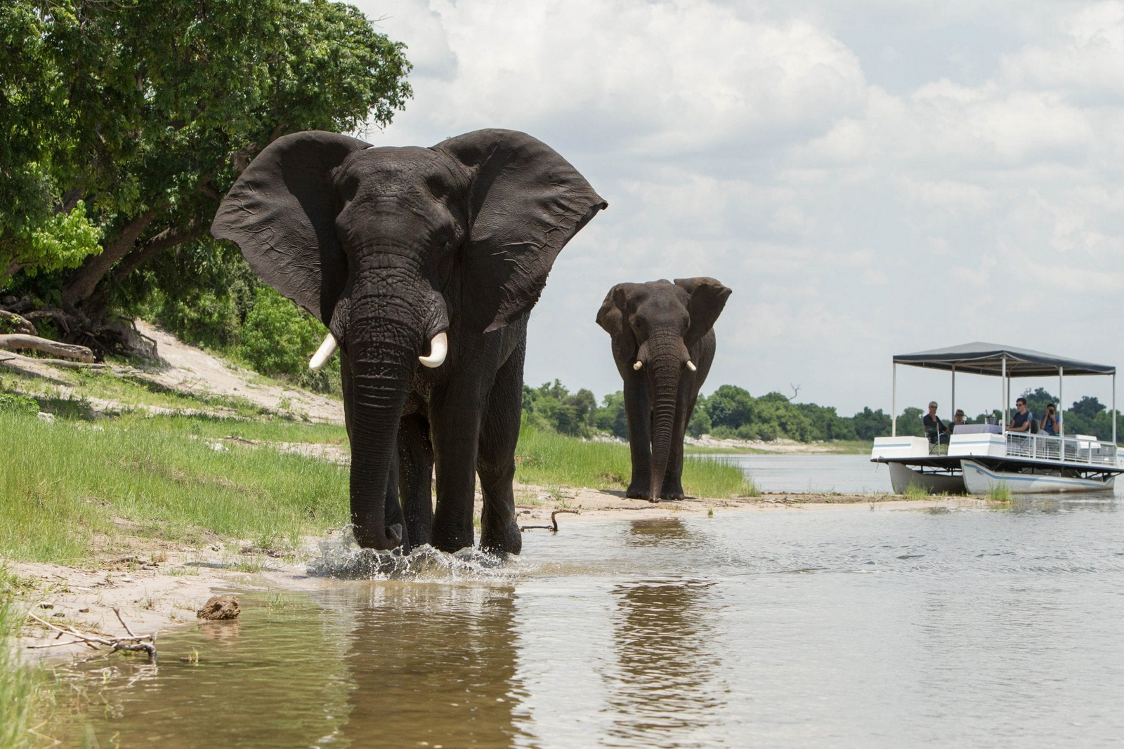 Muchenje Safari Lodge Muchenje Safari Lodge: Beeindruckende Elefanten