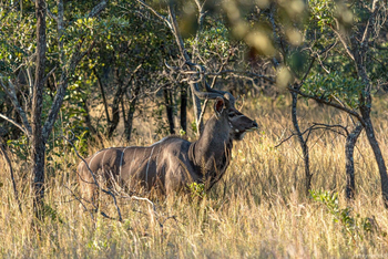 Big Cave Camp Big Cave Camp: Kudu