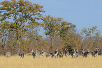 Camp Hwange: Zebras