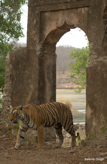 Dev Vilas: Tiger am Tor zum Fort