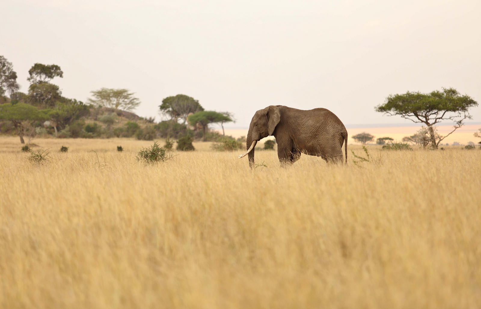 Dunia Camp Dunia Camp: Elefant