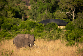 Elewana Sand River Masai Mara Camp Elewana Sand River Masai Mara Camp: Elefant vor dem Camp