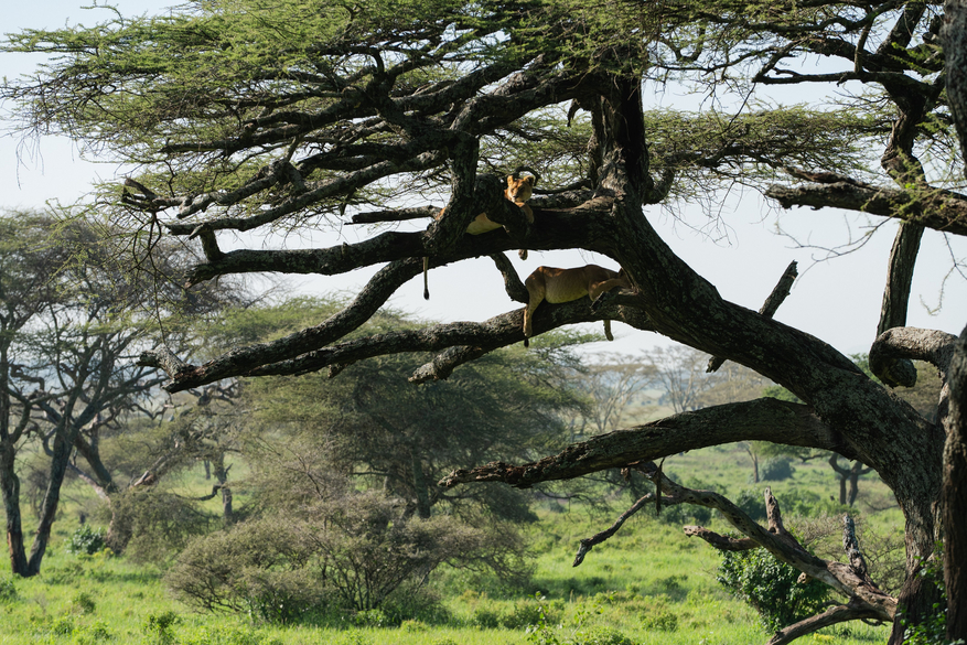 Elewana Serengeti Pioneer Camp