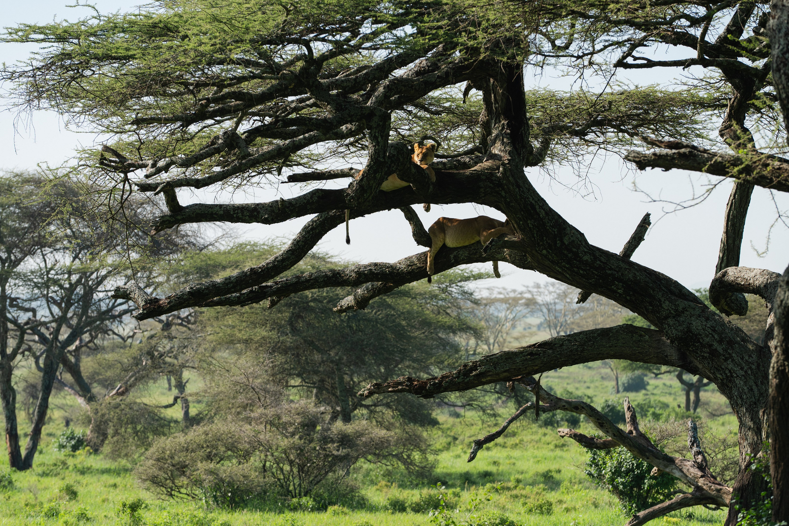 Elewana Serengeti Pioneer Camp Elewana Serengeti Pioneer Camp: Löwen im Baum