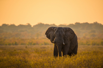 Ghoha Hills Savuti Lodge Ghoha Hills Savuti Lodge: Elefantenbulle
