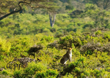 Hatari Lodge: Leopard